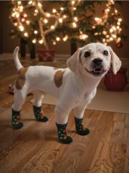 Skarpetki dla psa z motywem świątecznym - zielony. Zielone skarpety Sinsay, bez wzorów. Za 9.99 zł.